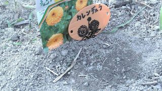 アロマテラピーと畑仕事
