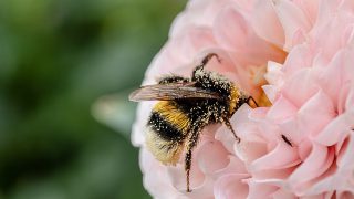 ミツバチが巣箱に戻るための神経を冒される農薬が人間に害が無い？