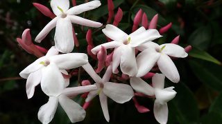 Jasmine House ジャスミンハウスと活動屋号を選んだ私の想い