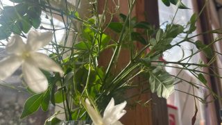 Jasmine Houseについて